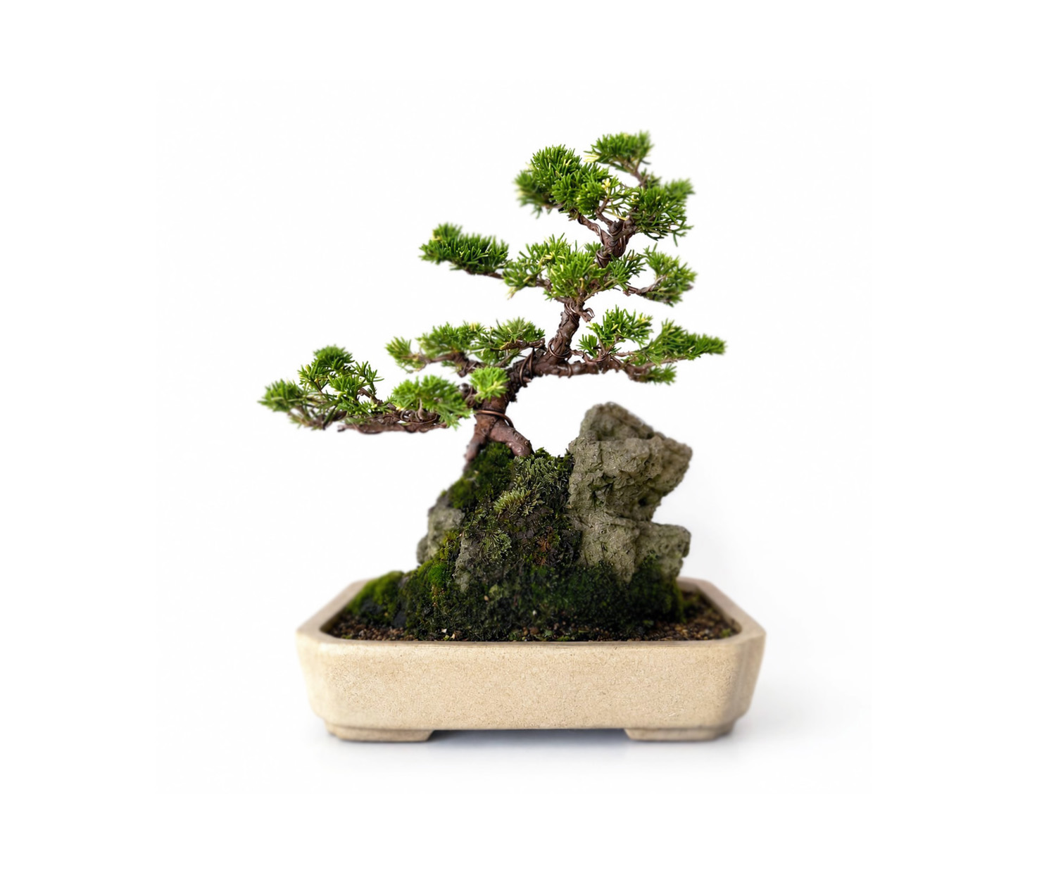 「BONSAI WORKS」のオンラインストア